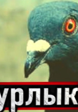 Голубь