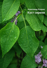 Куст сирени